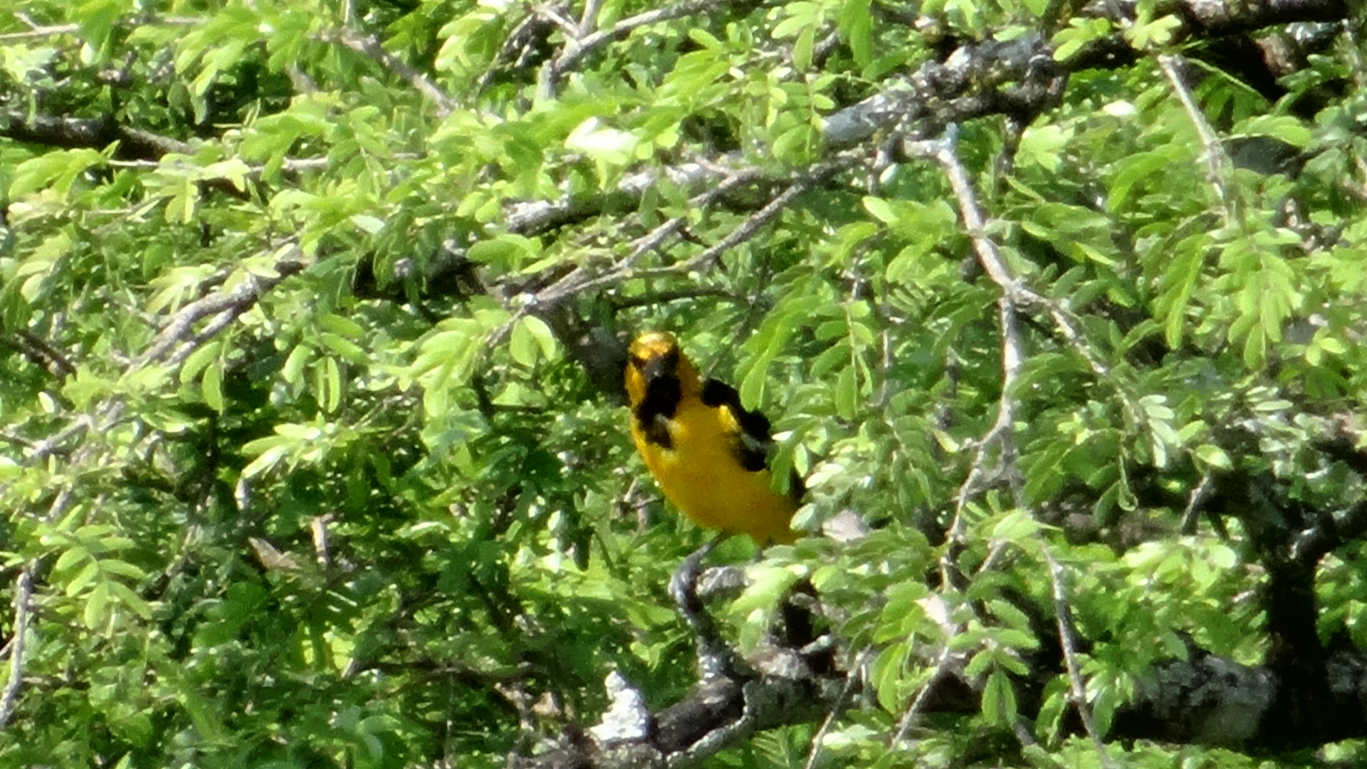 Avistamiento de Aves